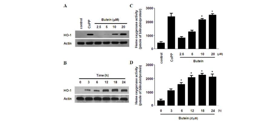 Effects of butein on HO-1 expression and HO activity in HDP cells.