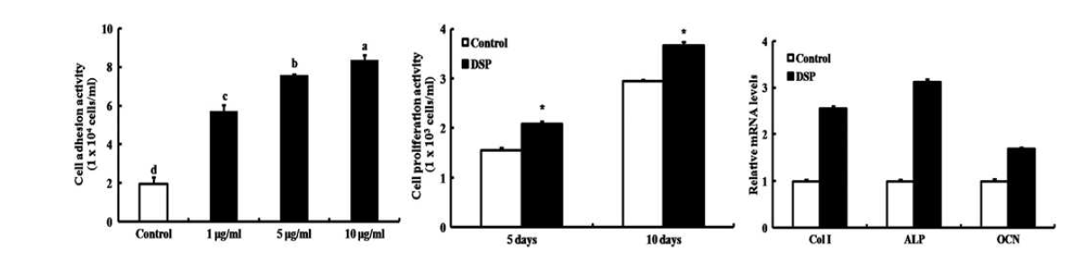 hDPC 치수세포 부착 및 증식 실험에서 재조합 rhDSP처리 시 우수한 세포반응을 보임을 확인함. 또한 관련유전자 발현도도 높아짐.