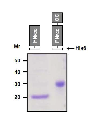 재조합 FN-OCN 융합 단백질을 TOP10에 transformation 후 인큐베이터에서 대량으로 증식시킨후 0.02% Arabinose로 첨가하여 발현을 유도시키고, 유도된 TOP 10 대장균을 원심분리를 이용하여 침전시킨후 초음파 분쇄기를 통해 TOP 10 대장균으로부터 재조합 단백질을 분리한뒤 용액을 Ni-NTA kit를 이용하여 재조합 단백질을 분리함. 분리된 rhFN-OCN를 12% SDS-PAGE에서 확인함. 약 30kDa 분자량을 보임
