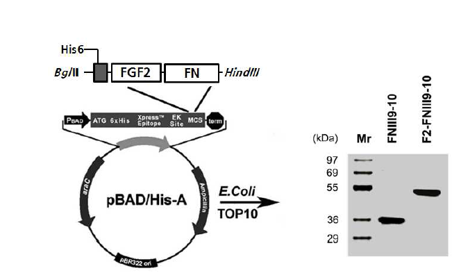 재조합 FGF2-FN 융합 단백질을 TOP10에 transformation 후 인큐베이터에서 대량으로 증식시킨후 0.02% Arabinose로 첨가하여 발현을 유도시키고, 유도된 TOP 10 대장균을 원심분리를 이용하여 침전시킨 후 초음파 분쇄기를 통해 TOP 10 대장균으로부터 재조합 단백질을 분리한뒤 용액을 Ni-NTA kit를 이용하여 재조합 단백질을 분리함. 분리된 rhFGF2-FN를 12% SDS-PAGE에서 확인함. 약 50kDa 분자량을 보임.