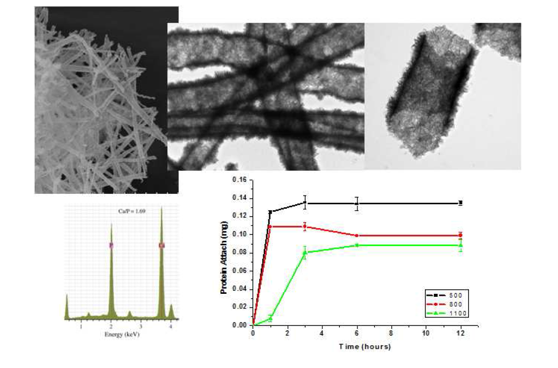 나노튜브형 아파타이트가 잘 형성됨을 확인할 수 있은 투과전자현미경 사진 (위). Ca/P 비율이 수산화아파타이트에 근접함-EDS 분석 (아래좌). 단백질을 전달할 수 있는 가능성을 확인하기 위해서 BSA단백질을 흡착시킨 결과 수 시간 내에 흡착되며, 안정적으로 부착되어 있음을 확임함. 향후 생체인자전달체로 응용가능함을 확인 (아래 우).