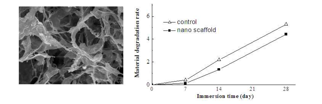 콜라젠-생체나노유리 하이브리드 다공성 지지체의 형상(좌)과 PBS 내에서의 생분해도(우)