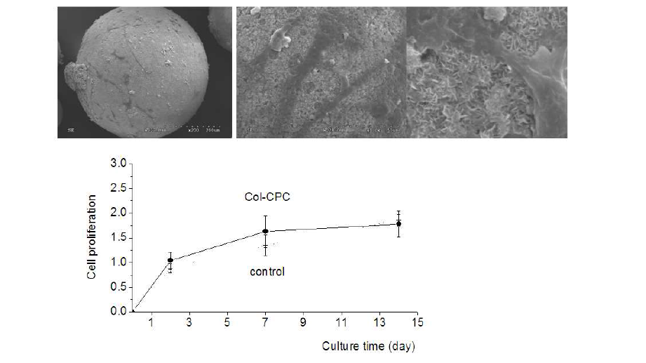 CPC-collagen microsphere 상에서의 세포 부착 및 증식 거동