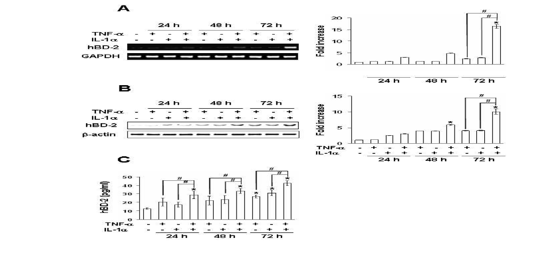 Effects of proinflammatory cytokines on hBD-2 mRNA (A), protein (B), and activity (C) in HDP cells.