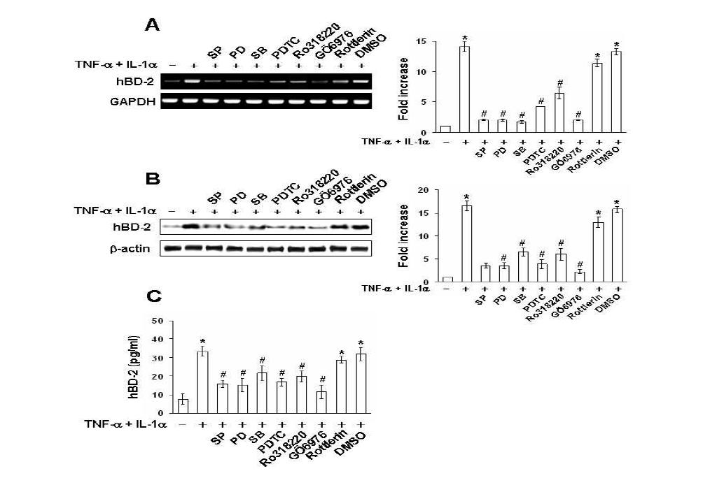 Effects of MAP kinase, NF-kB, and PKC inhibitors on proinflammatory cytokine-induced hBD-2 mRNA (A), protein (B), and activity (C).