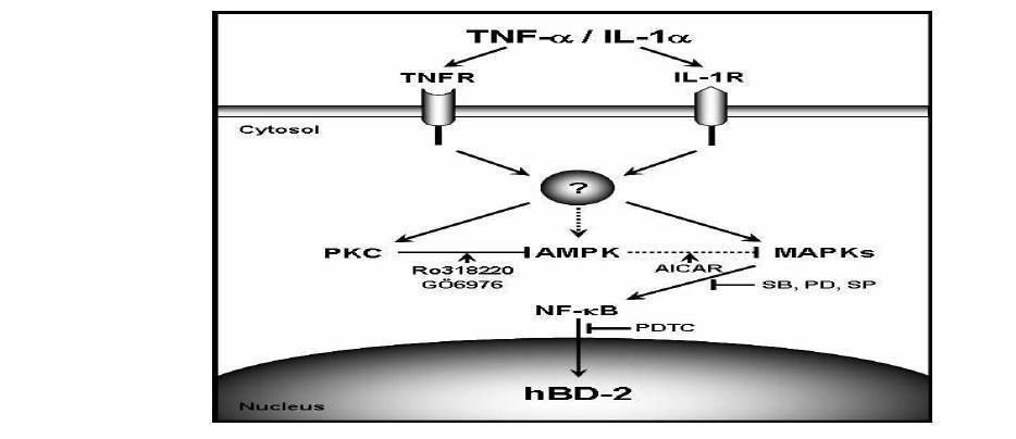 Schematic diagram illustrating the AMPK and other signaling pathways triggered by exposure to TNF-α and IL-1α in HDP cells.