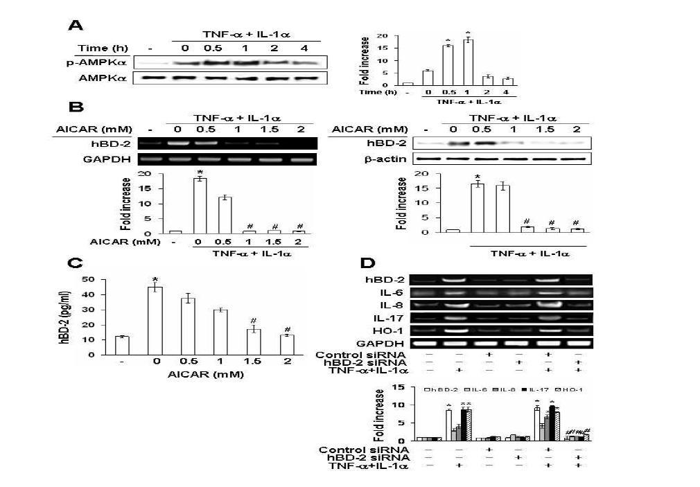 Effects of proinflammatory cytokines on the phosphorylation of AMPK α protein (A), effectsof the AMPK activator AICAR on proinflammatory cytokine-induced hBD-2 mRNA, protein (B), and hBD-2 activity (C),and effects of hBD-2 siRNA on cytokine-induced immune defense genes expression (D).