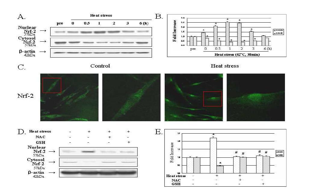 Accumulation and distribution of Nrf2 protein after treatment of HDP cells with heat and antioxidants.