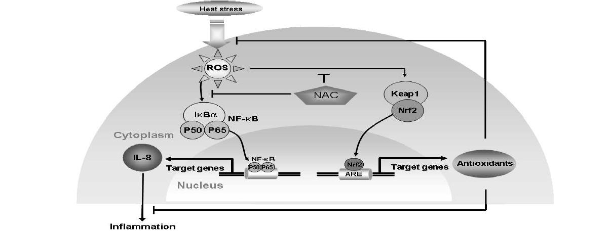 Schematic diagram illustrating the activation of antioxidants via Nrf2/ ARE pathway, and IL-8 viaNF-κB pathway triggered by exposure to heat stress in HDP cells.