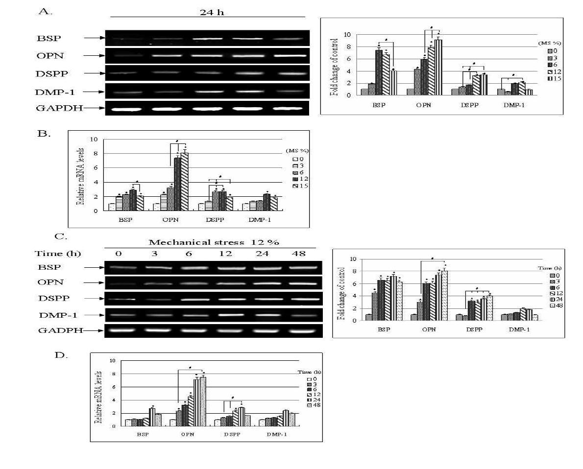 Effects of mechanical stress on expression of odontogenic differentiation markers in HDP cells.