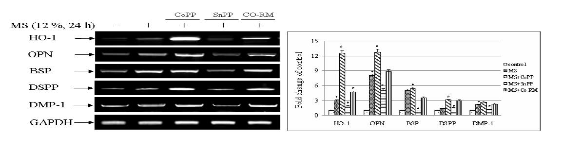 Effects of mechanical stress on expression of HO-1 mRNA in HDP cells.