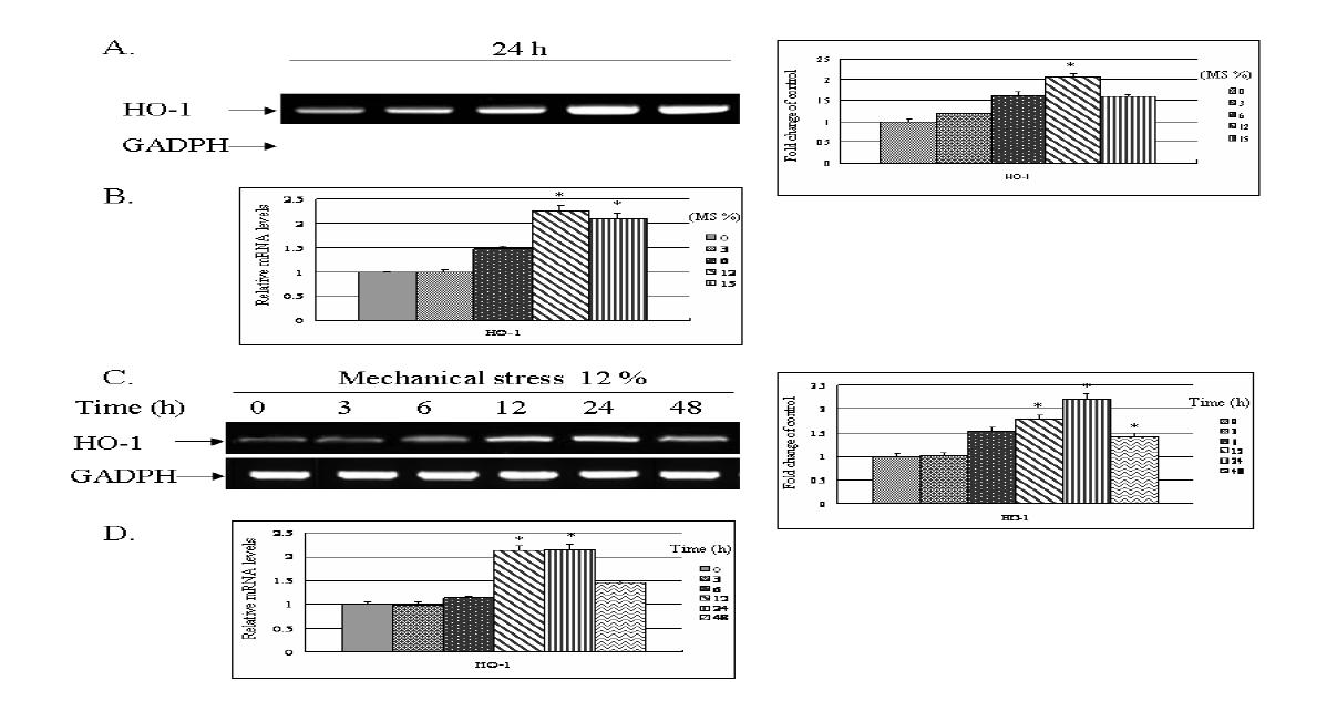 Effects of HO-1 inducer, inhibitor and metabolite on mechanical stress-induced HO-1 and odontoblastic differentiation in HDP cells.