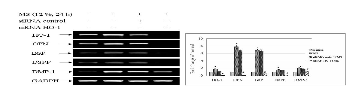 Effects of HO-1siRNA in mechanical stress-induced odontoblastic differentiation in HDP cells.