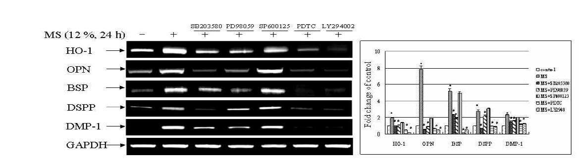 Effects of inhibitors of MAPK, PI3K, and NF-κBon mechanical stress-induced HO-1 and odontoblastic differentiation in HDP cells.