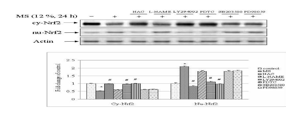 Effects of NAC, L-NAME, MAPK inhibitor, PI3K inhibitor and NF-kB inhibitors on mechanical stress-induced Nrf2 expression.