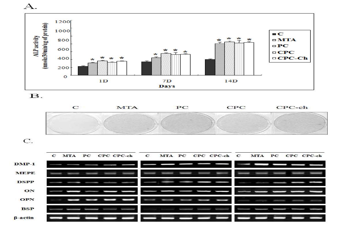 Effects of cements on ALP activity (A), formation of calcification nodules (B) and theexpression of ON, OPN, BSP, MEPE, DMP-1 and DSPP mRNA in HDPCs.