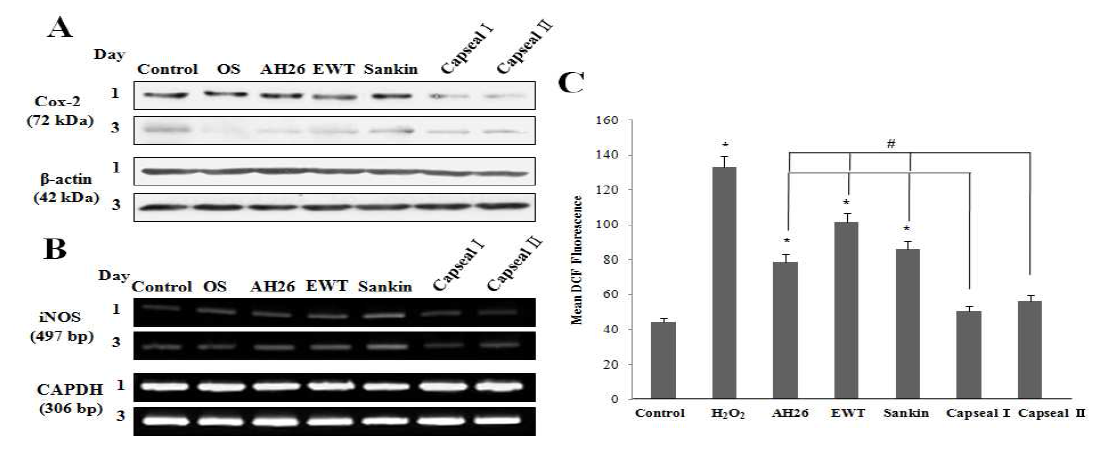 Effects of RCS on the expression of iNOS mRNA (A), COX-2 protein expression (B), and ROS production (C) in human PDL cells. Cells were incubated for 1 3days (A, B) – and 24 hours (C) with 1/16 concentrations of AH26, Sankin, EWT, CAPSEAL Ⅰ and CAPSEAL Ⅱ.