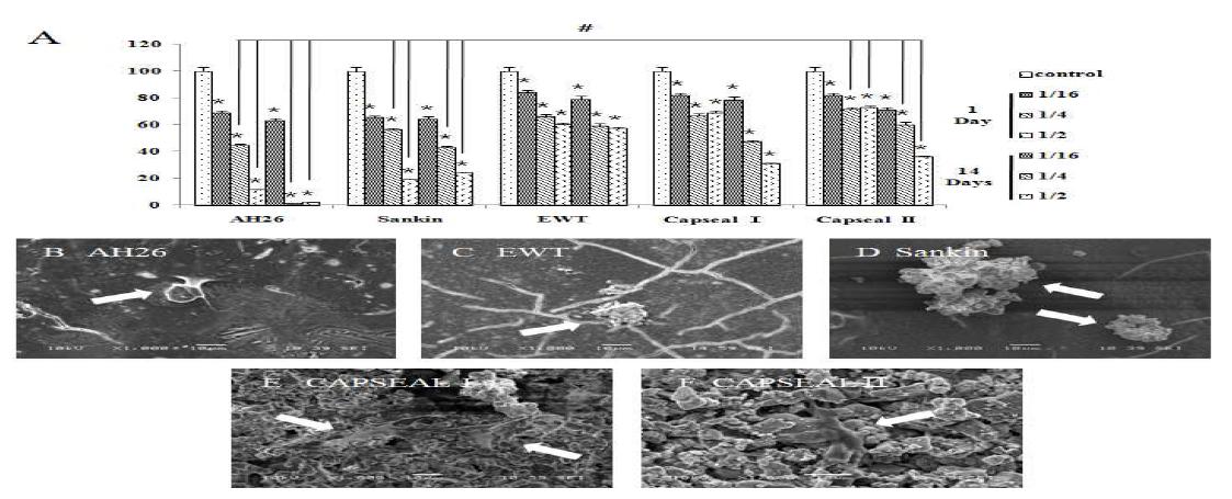 Effects of RCS on cell viability (A) and adhesion (B-G) in human PDL cells by MTT assay and SEM, respectively. Cells were incubated for 1 and 14 days with various concentrations of AH26, Sankin, EWT, CAPSEAL Ⅰ and CAPSEAL Ⅱ