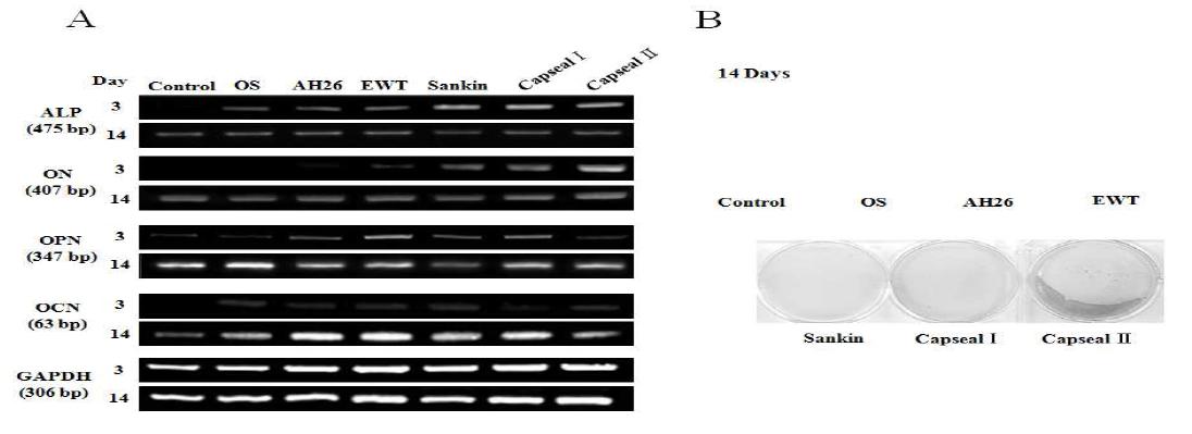 Effects of RCS on the expression of markers for osteoblastic differentiation, such as ALP, ON, OPN, and OCN mRNA, in human PDL cells by RT-PCR (A) and mineralized nodule formation by Alizarin Red staining (B).