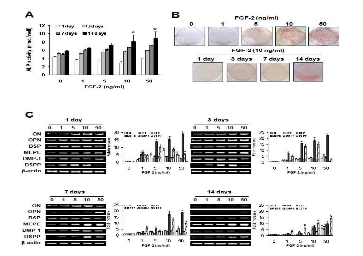 Effects of FGF-2 on the mRNA expression of odontoblastic differentiation markers, determined by ALP activity (A), mineralization nodule formation using alizarin red staining (B) and RT-PCR (A) in HDPCs.