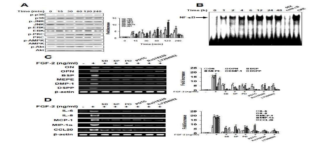 Effects of FGF-2 on the phosphorylation of MAP kinase, PKC, AMPK, and Akt (A), and the activation of NF-κB (B). Effects of inhibitors for MAP kinase, PKC, PI3K, and NFκB on FGF-2-induced odontoblastic differentiation (C) and chemokine expression (D).