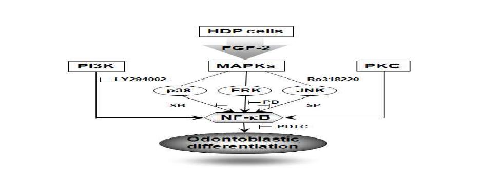 Schematic diagram illustrating the NF-kB and other signaling pathways triggered by exposure toFGF-2 in HDPCs.