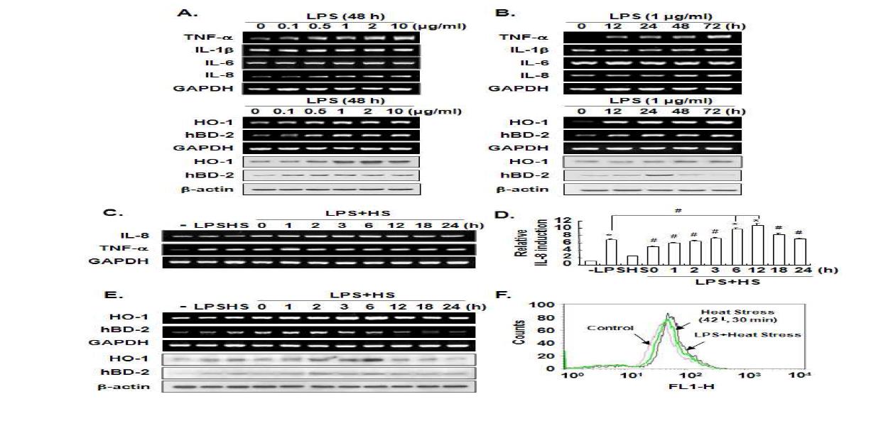 Effects of LPS and heat stress on the expression of immune and defense genes, and production of ROS in HDPCs. (A,B) Cells were incubated with LPS(0.1–10 µg/ml) for 72 h. (C–E) Cells pretreated with LPS (1 μg/ml) for 48 h and then exposed to heat stress (42°C) for 30 min.