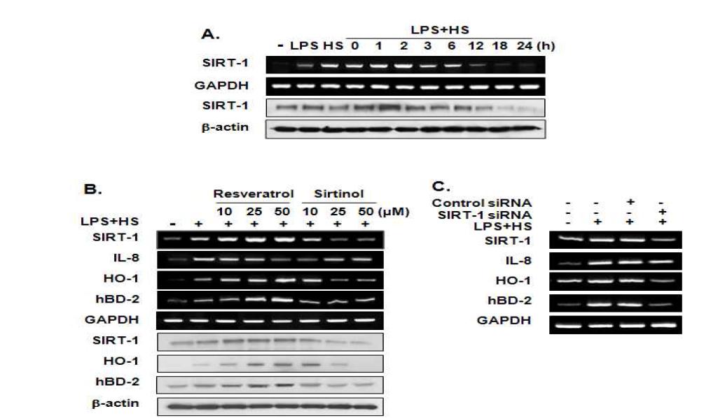 (A) Effects of LPS and heat stress on SIRT1 mRNA and protein expression. (B, C, D) Effects of SIRT1 activation and inhibition on LPS- and heat stress-induced expression of SIRT1, immune and defense genes in HDPCs.