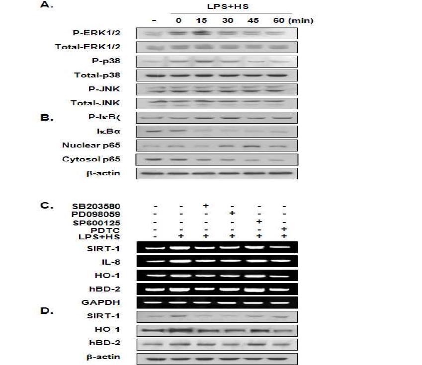 Effects of LPS and heat stress on MAPK phosphorylation (A) and NF-κB activation (B) in HDPCs.