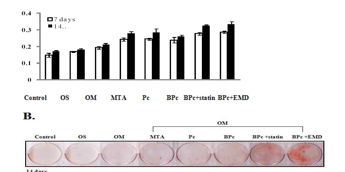 Effects of simvastatin and enamel matrix derivative on BPc-induced differentiation. Alkaline phosphatase activity (A) and alizarin red staining (B,C ) in HDPCs were assessed.