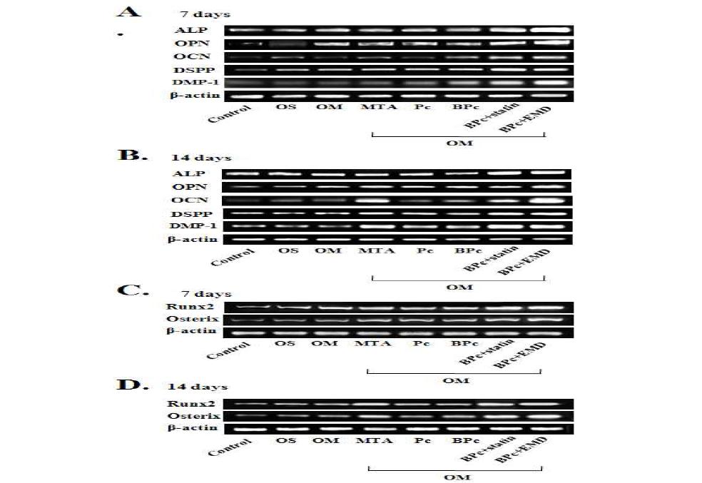 Effects of simvastatin and enamel matrix derivative on BPc-induced the mRNA expression of odontogenic (ALP, OPN, OCN, DSPP, and DMP-1) differentiation markers (A,B) and transcriptional factors (C,D) in HDPCs.