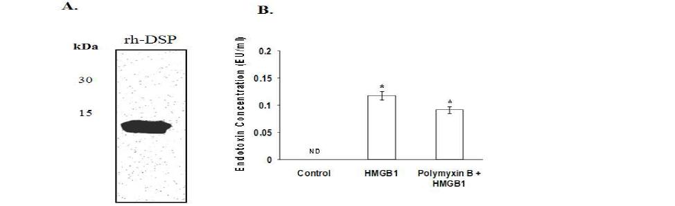 Effect of recombinant human dentin sialoprotein (rh-DSP) on human dental pulp cell (HDPC) differentiation.