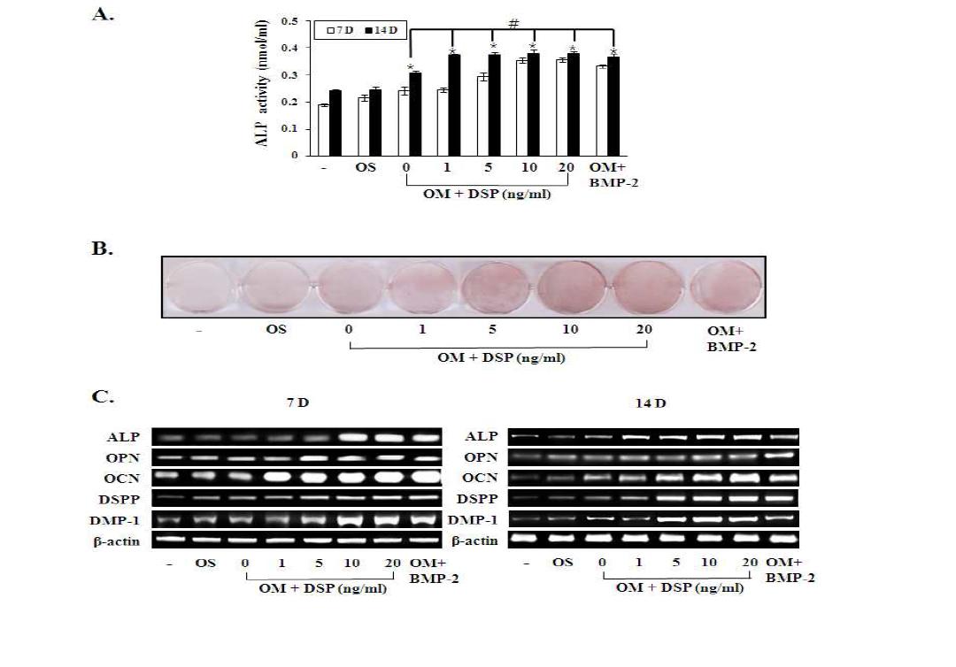 Effect of rh-DSP on the expression of DSP protein (A), proliferation (B), and chemotaxis (C) of human dental pulp cells (HDPCs).