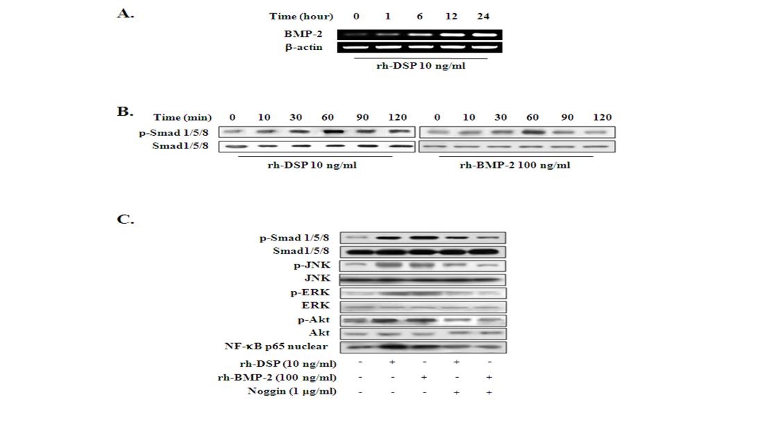 Effect of recombinant human dentin sialoprotein (rh-DSP) on human dental pulp cell (HDPC) differentiation.