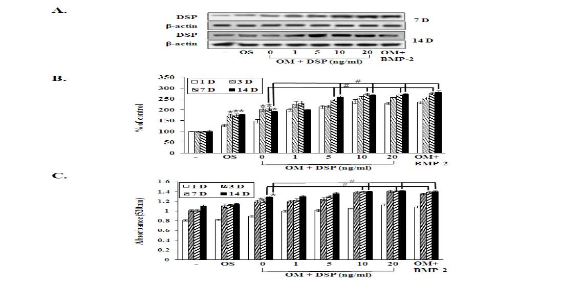 Involvement of recombinant human dentin sialoprotein (rh-DSP) in the BMP pathway in human dental pulp cells (HDPCs).