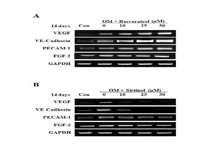 Effects of SIRT1 activation and inhibition on angiogenic factor mRNA expression. Cells were treated with OM for 14 days. These data are representative of three independent experiments.