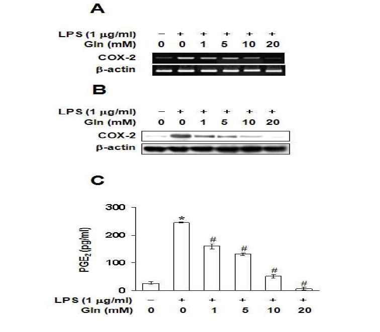 Effect of Gln on LPS-induced COX-2 expressions (A, B) and PGE2 Productions(C).