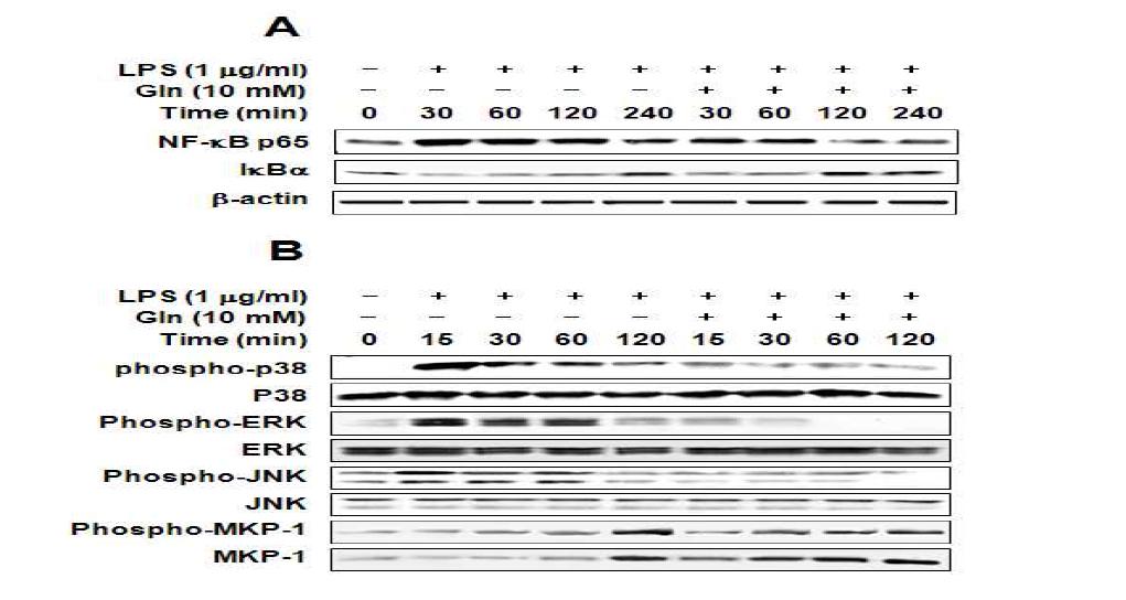 Effects of Gln on the LPS (1 μg/ml)-induced phosphorylation of NF-kB and MAPK in HDPCs