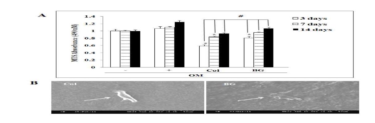 Effect of Col and Col/nBG nanocomposite on proliferation (A) and attachment (B) of hDPCs.