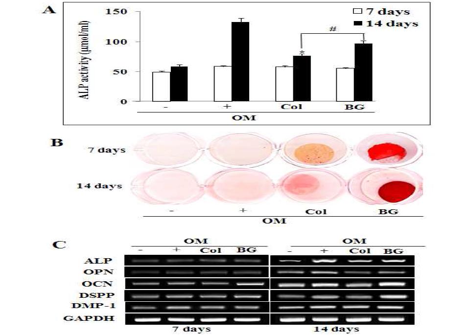 Effects of Col and Col/nBG nanocomposite on ALP activity (A), mineralized nodule formation(B) and mRNA expression for odontoblasts (C) in hDPCs.