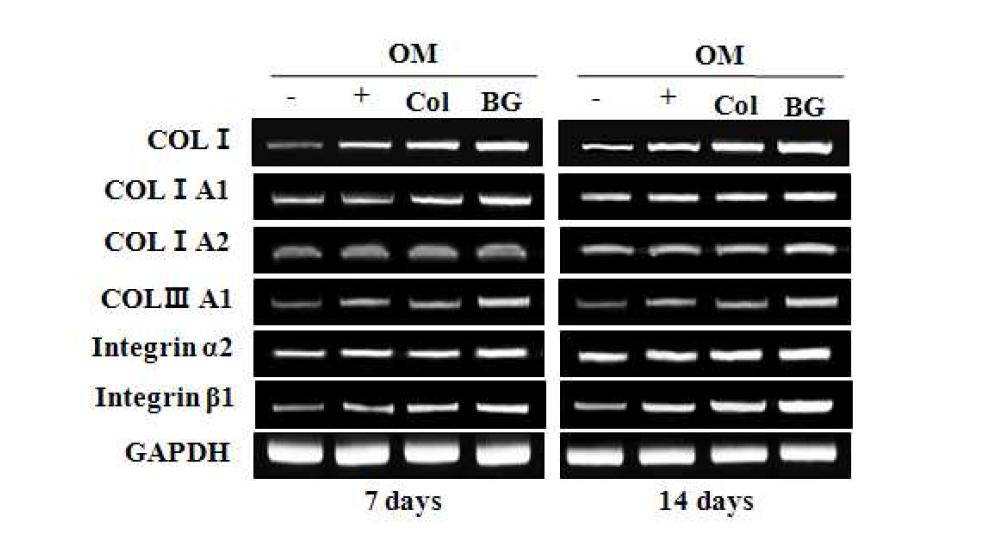 Effect of Col and Col/nBG nanocomposite on mRNA expression of collagen and integrin in hDPCs.