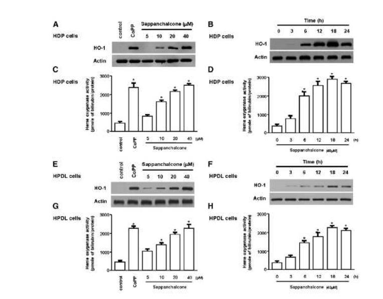 Effects of sappanchalcone on HO-1 expression (A, B, E, and F) and HO activity (C, D, G, and H) in HDP cells (A, B, C, and D) and HPDL cells (E, F, G, and H).