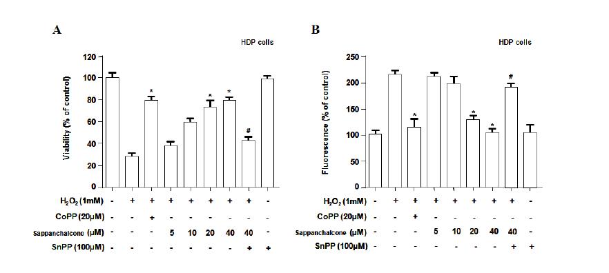 Cytoprotective effect of sappanchalcone on hydrogen peroxide-induced cytotoxicity (A) and reactive oxygen species production (B) in HDP cells (A).