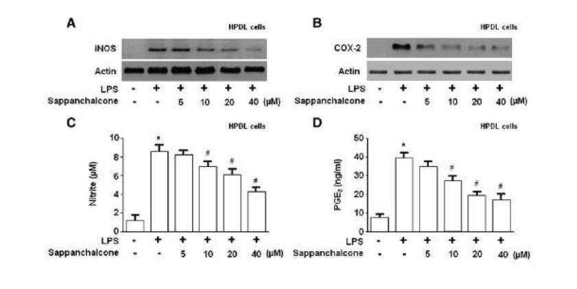 Effects of sappanchalcone on LPS (2 μg/ml)-induced iNOS (A) and COX-2 (B) expression as well as NO (C) and PGE2 (D) production in HPDL cells.