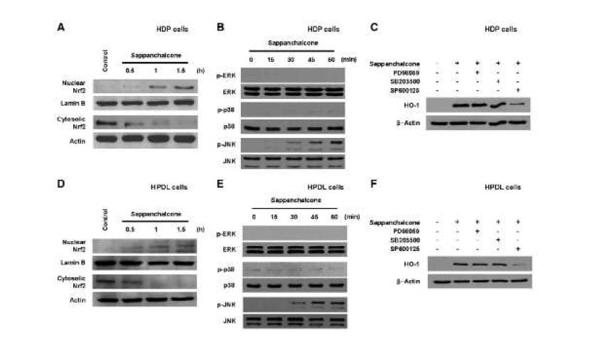 Effects of sappanchalcone on Nrf2 nuclear translocation in HDP cells (A) and HPDL cells (D), and involvement of the JNK pathway in sappanchalcone-induced HO-1 in HDPcells (B, C) and HPDL cells (E, F).