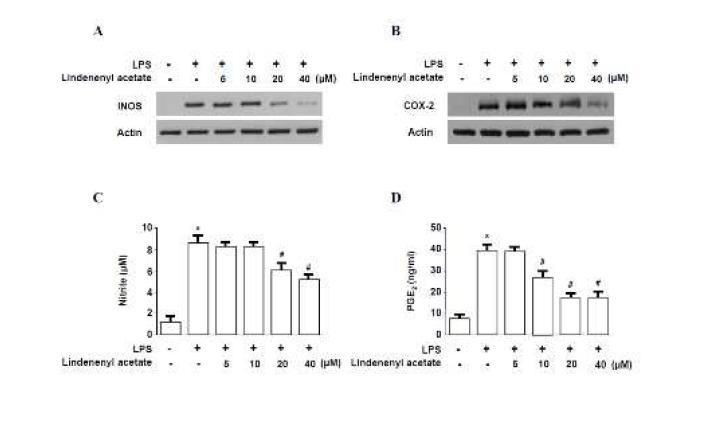 Effects of lindenenyl acetate on LPS-induced iNOS (A) and COX-2 (B) expression as well as NO (C) and PGE2 (D) production in HPDL cells.