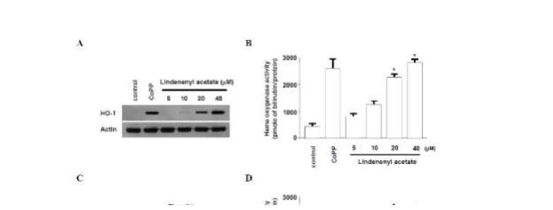 Effects of lindenenyl acetate on HO-1 expression (A, C) and HO activity (B, D) in HPDL cells.