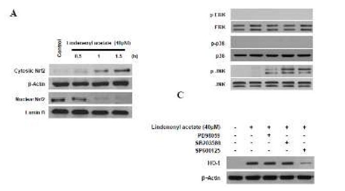 Effects of lindenenyl acetate on Nrf2 nuclear translocation (A), and involvement of the JNK pathway in lindenenyl acetate-induced HO-1 (B, C) in HPDL cells.