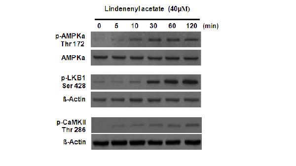 Phosphorylation of AMPK signaling pathways by lindenenyl acetate in HPDL cells.