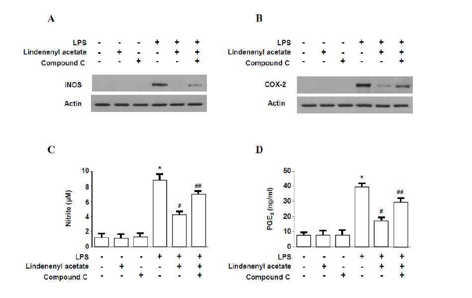 Involvement of AMPK in the effects of lindenenyl acetate on LPS-induced iNOS (A) and COX-2 (B) expression as well as NO (C) and PGE2 (D) production in HPDL cells.